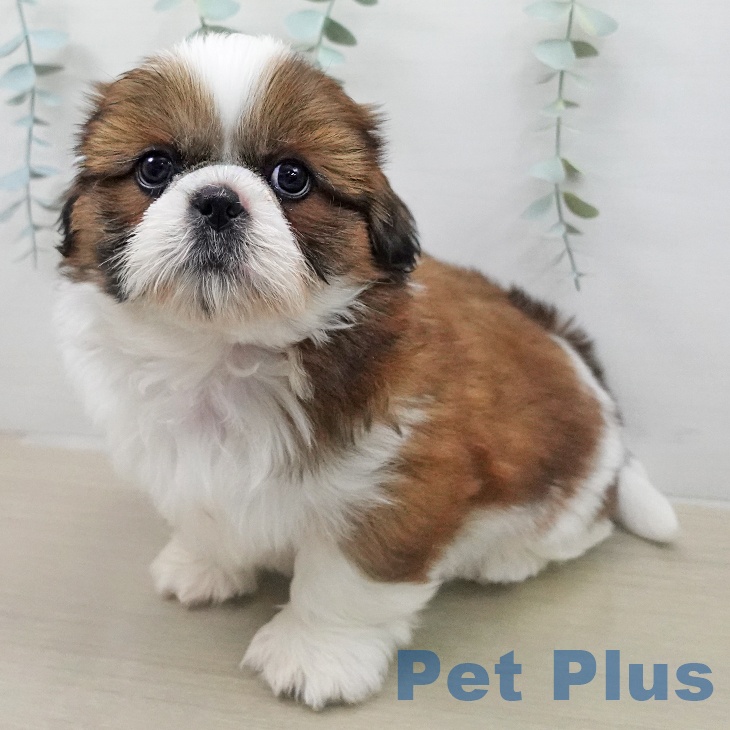 シー・ズーの写真2