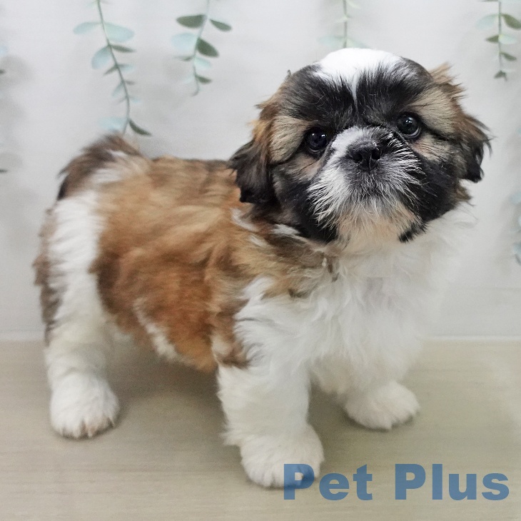 シー・ズーの写真2