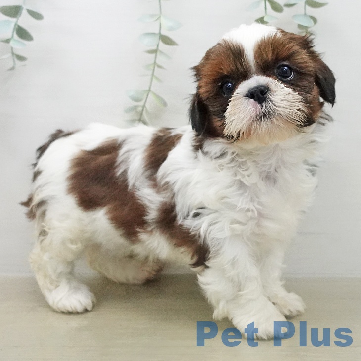 シー・ズーの写真2