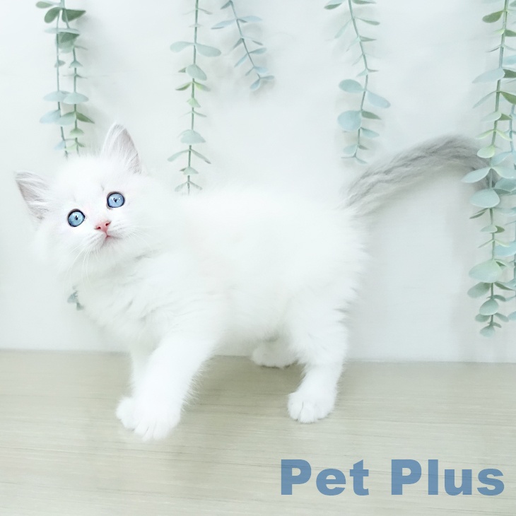 ラグドールの写真2