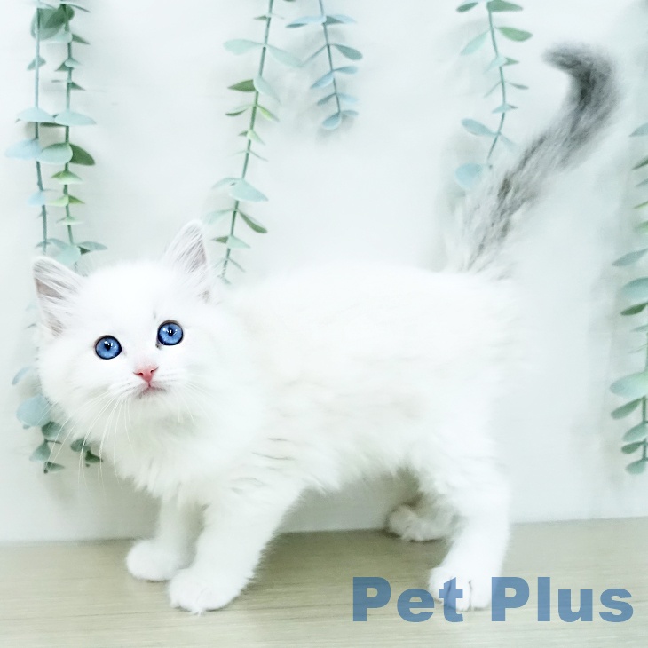 ラグドールの写真2