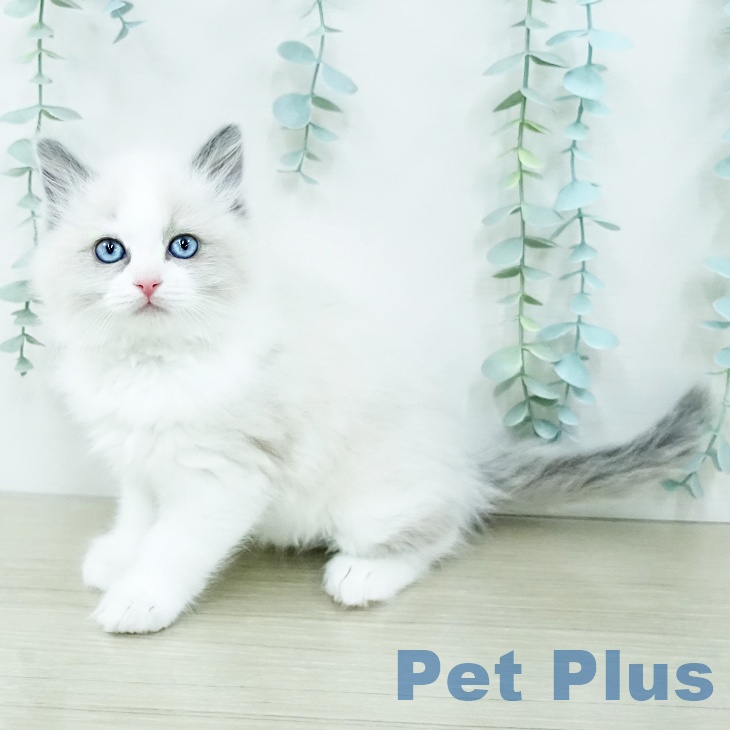 ラグドールの写真2