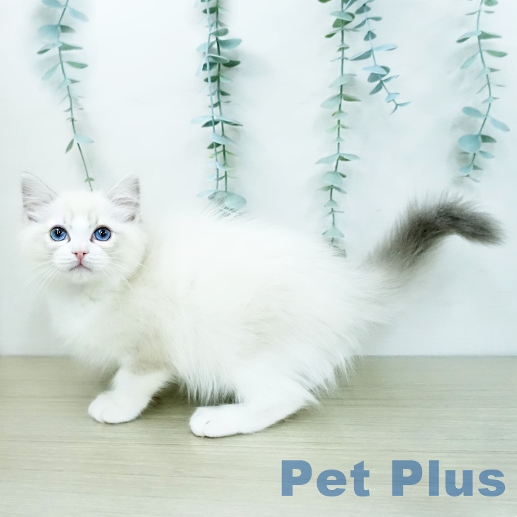 ラグドールの写真2