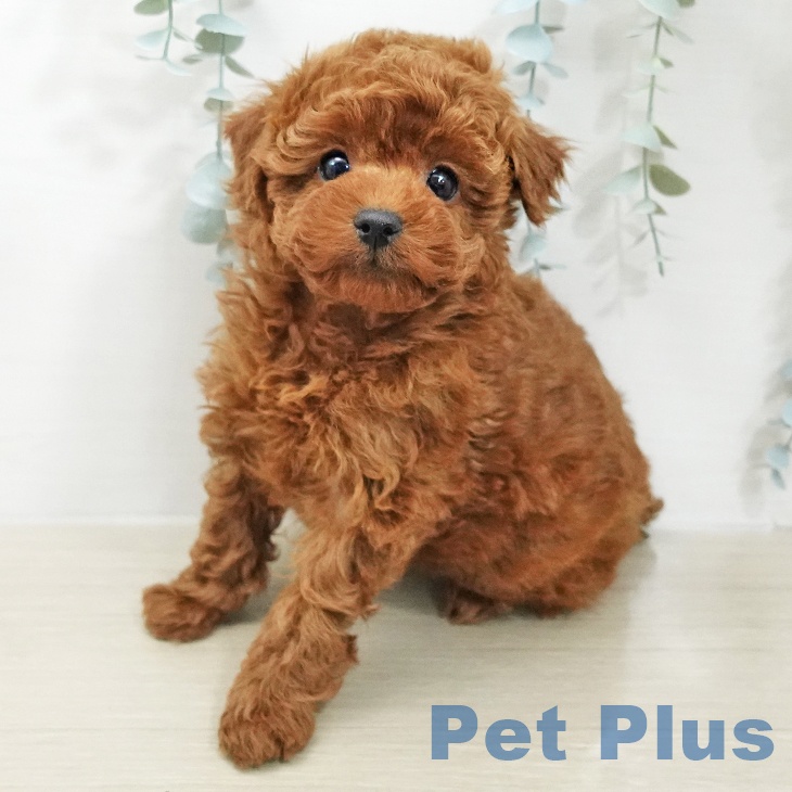 トイ・プードルの写真2