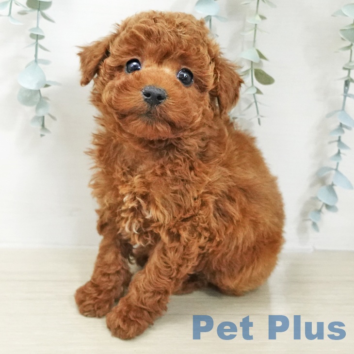 トイ・プードル