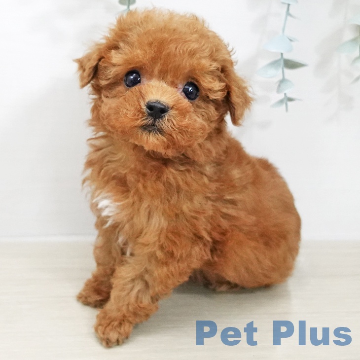 トイ・プードル