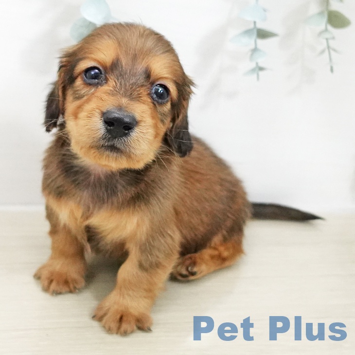 ミニチュア・ダックスフンドの写真2