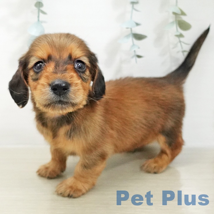 ミニチュア・ダックスフンド