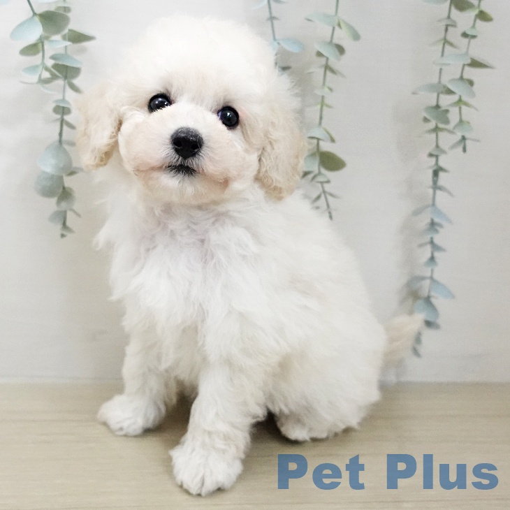 トイ・プードル