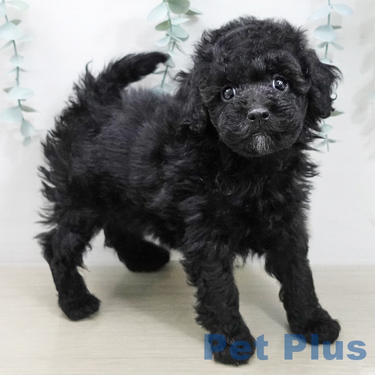 トイ・プードルの写真2