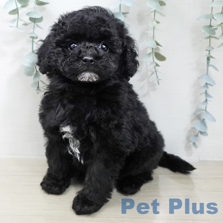 トイ・プードル