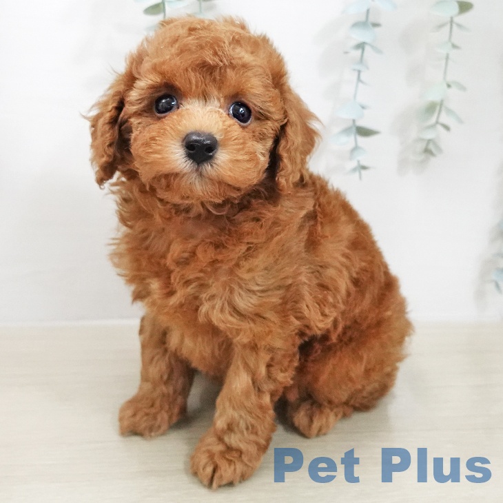 トイ・プードル