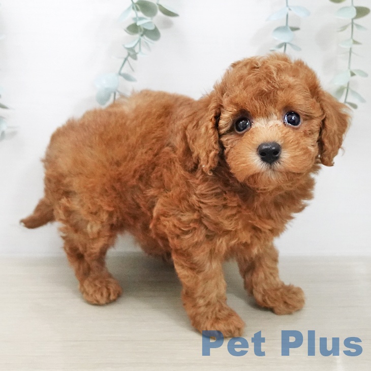 トイ・プードルの写真2