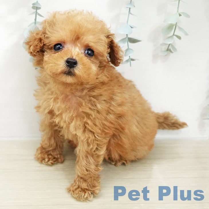 トイ・プードルの写真2