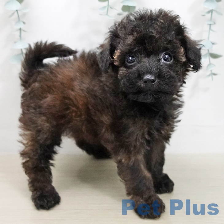 トイ・プードル