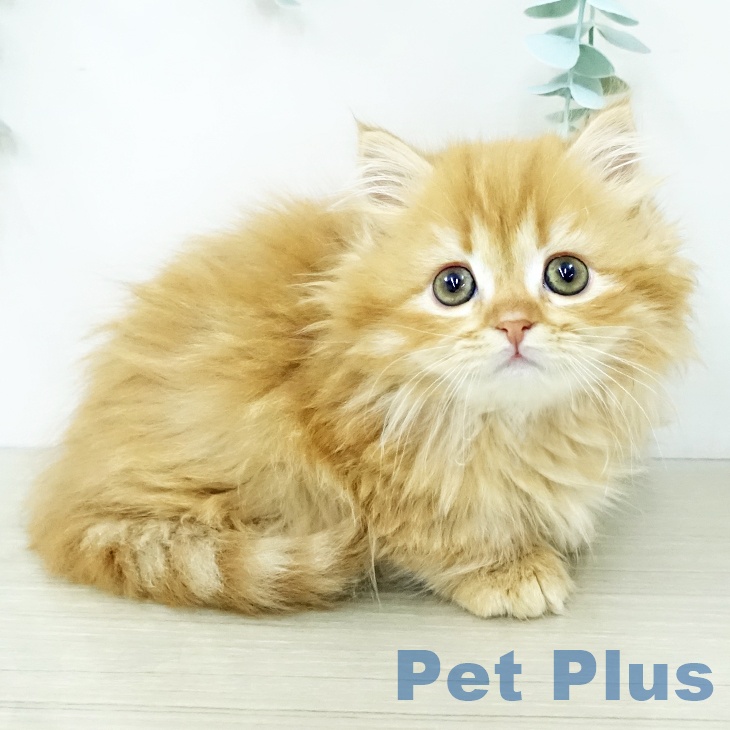 マンチカンの写真2