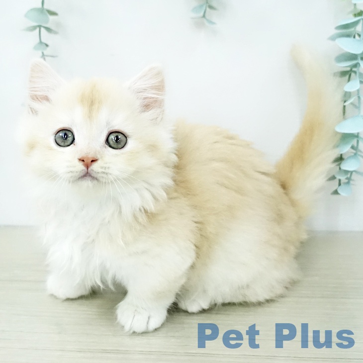 マンチカンの写真2