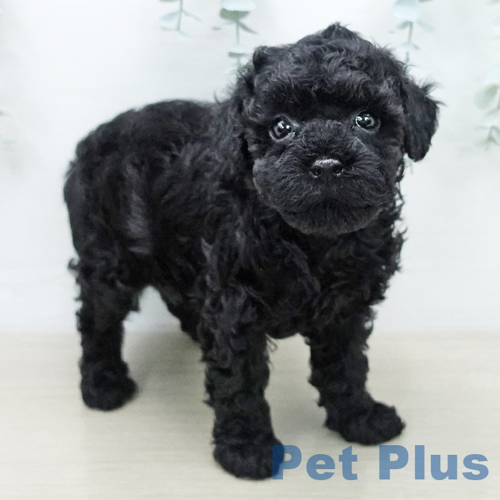 トイ・プードル