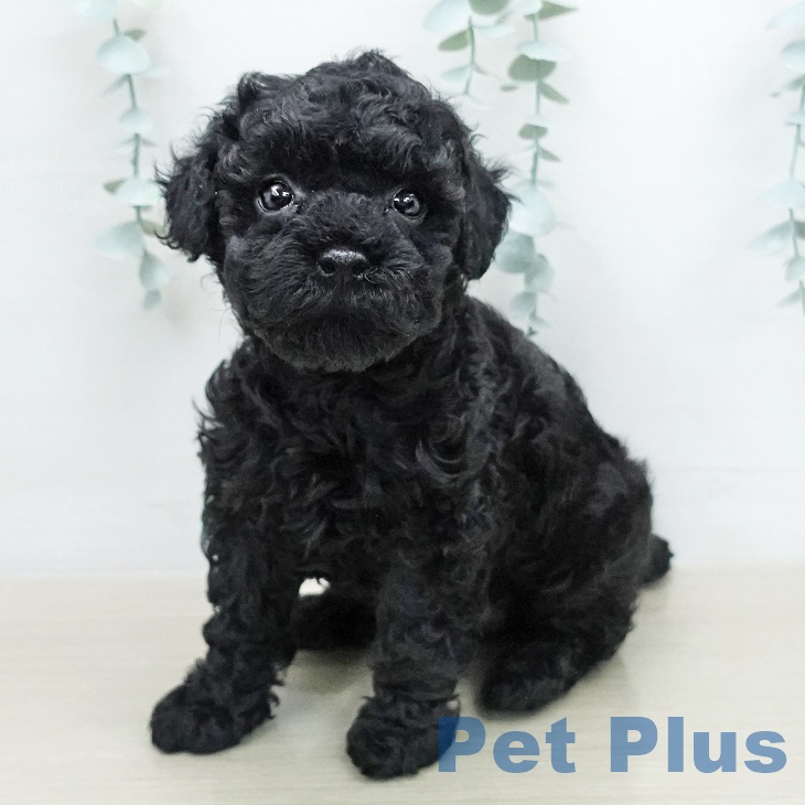 トイ・プードルの写真2