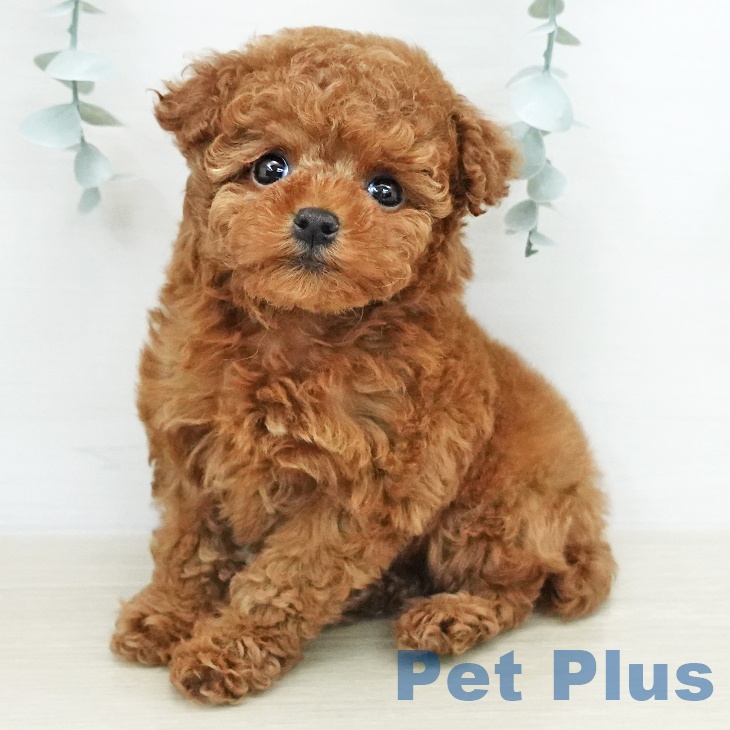 トイ・プードル