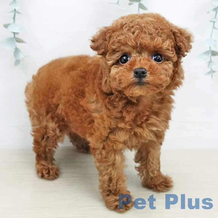 トイ・プードルの写真2