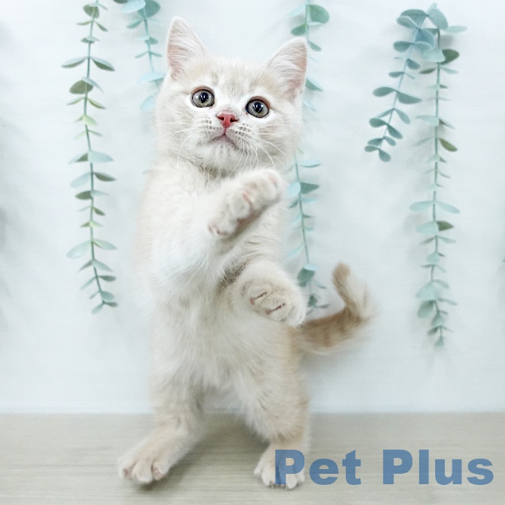 ブリティッシュショートヘアの写真2