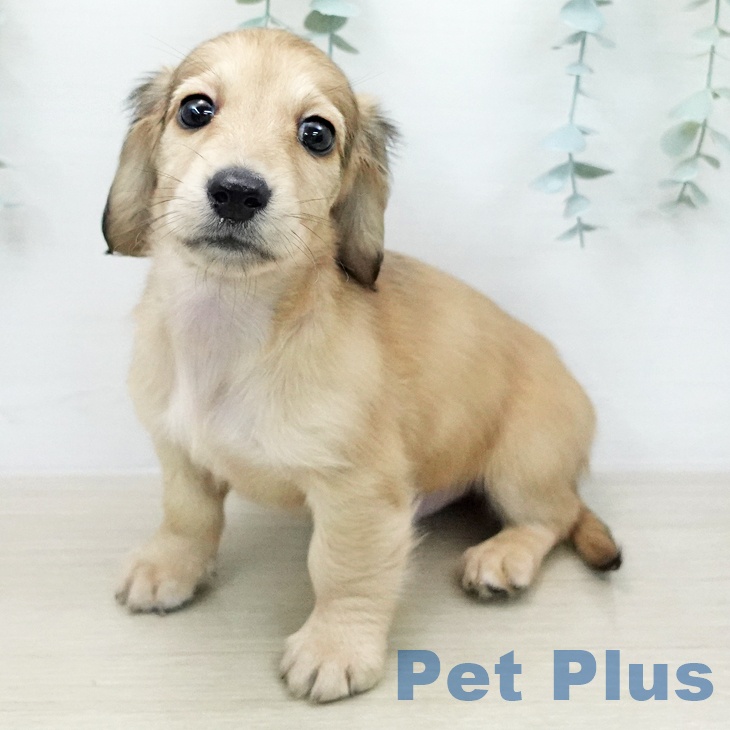 ミニチュア・ダックスフンド