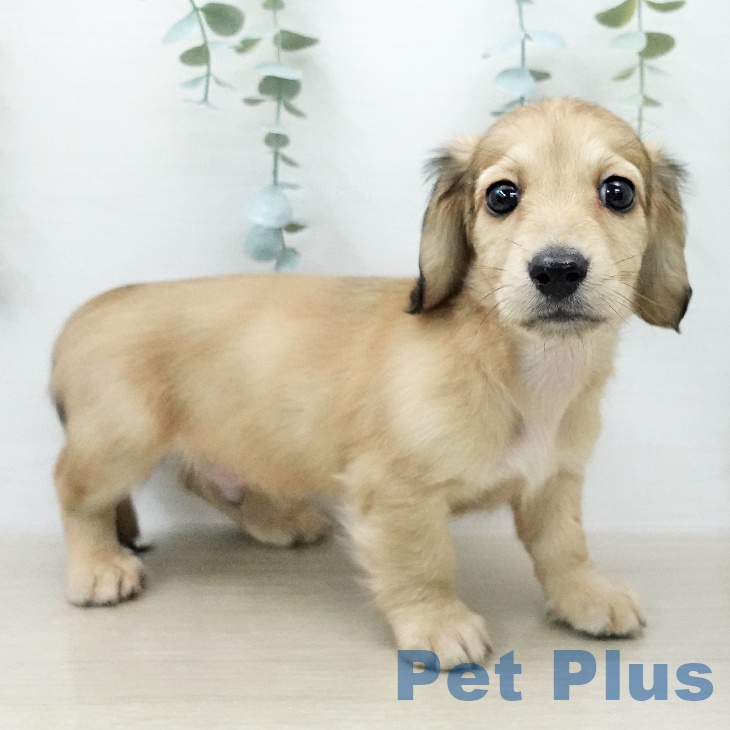 ミニチュア・ダックスフンドの写真2