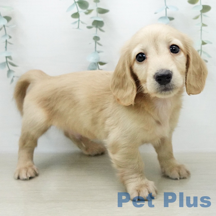 ミニチュア・ダックスフンド