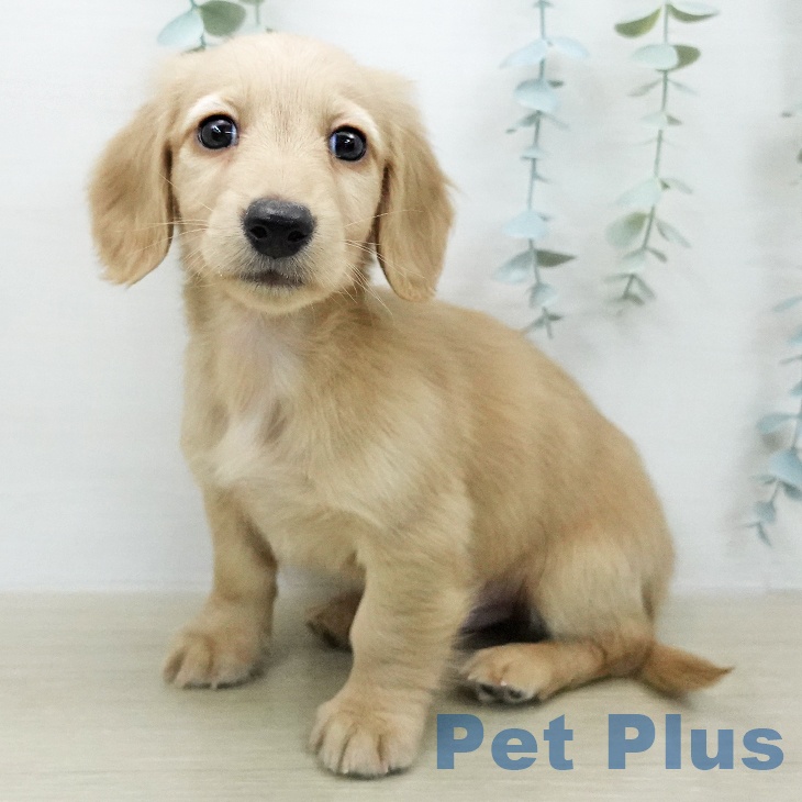 ミニチュア・ダックスフンド