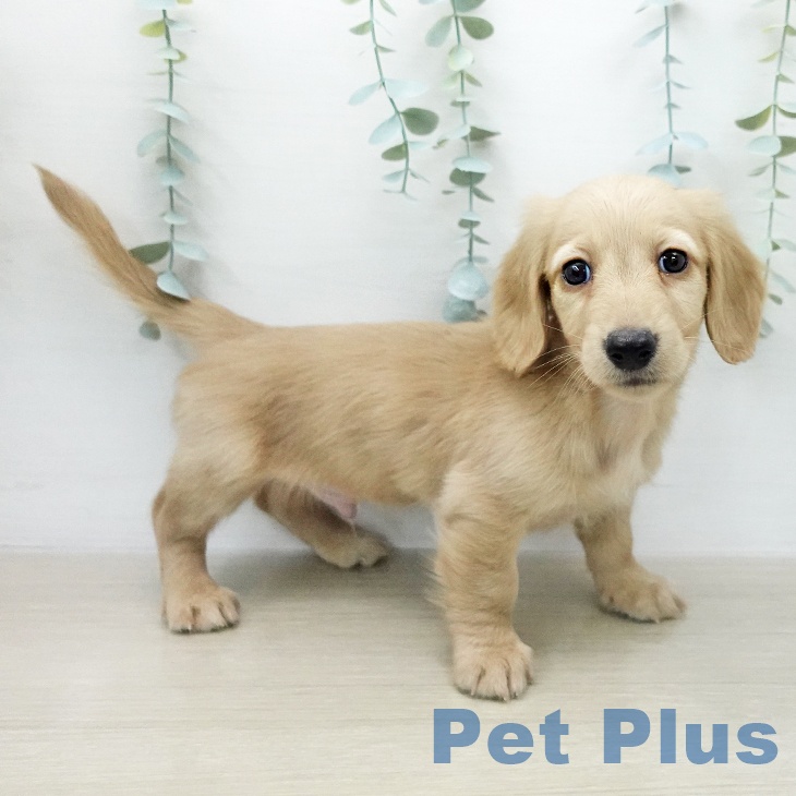 ミニチュア・ダックスフンドの写真2