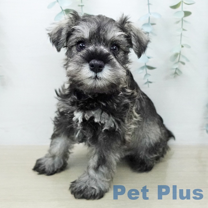 ミニチュア・シュナウザー