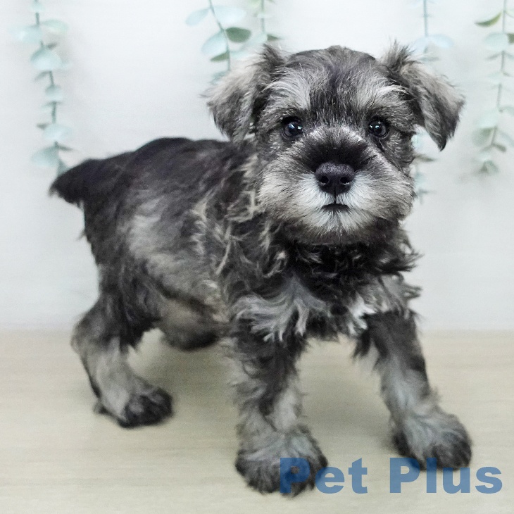 ミニチュア・シュナウザー