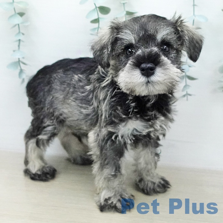 ミニチュア・シュナウザーの写真2