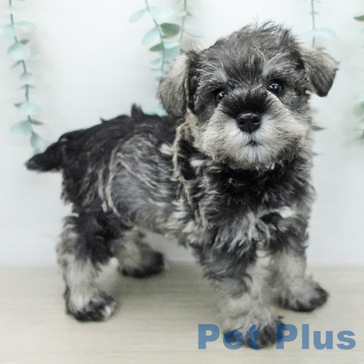 ミニチュア・シュナウザーの写真2