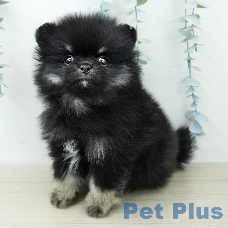 ポメラニアンの写真2