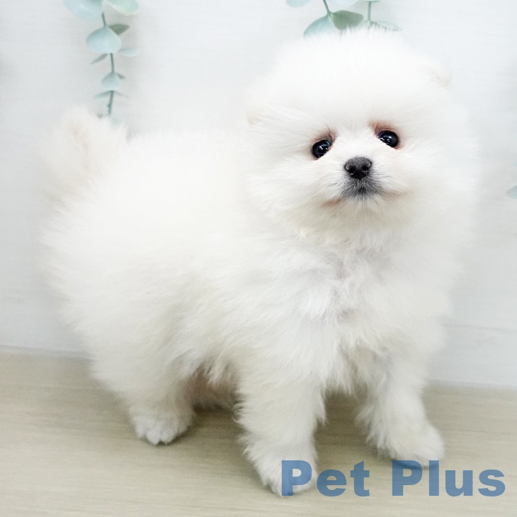 ポメラニアンの写真2