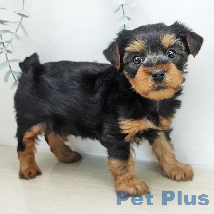 ヨークシャー・テリアの写真2