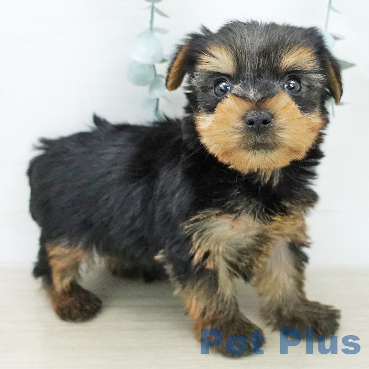 ヨークシャー・テリア