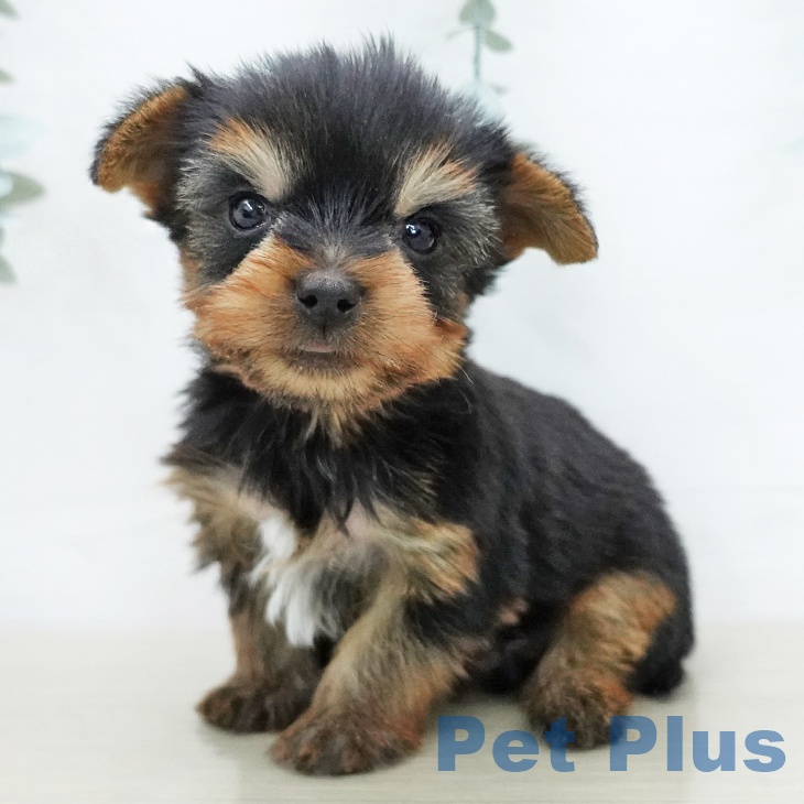 ヨークシャー・テリア