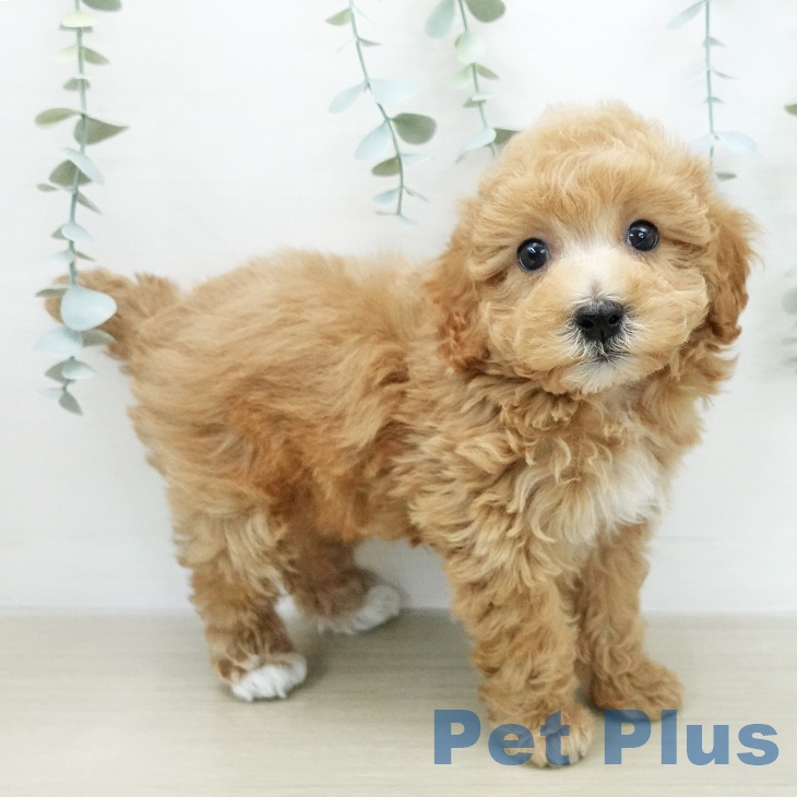 トイ・プードル