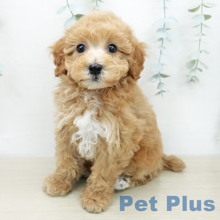 トイ・プードルの写真2