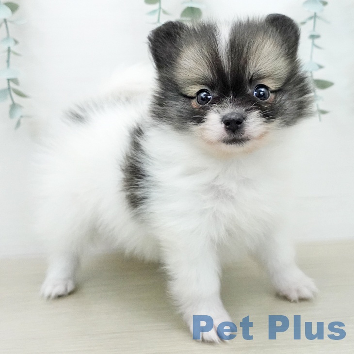 ポメラニアンの写真2