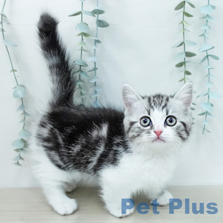 ミヌエットの写真2