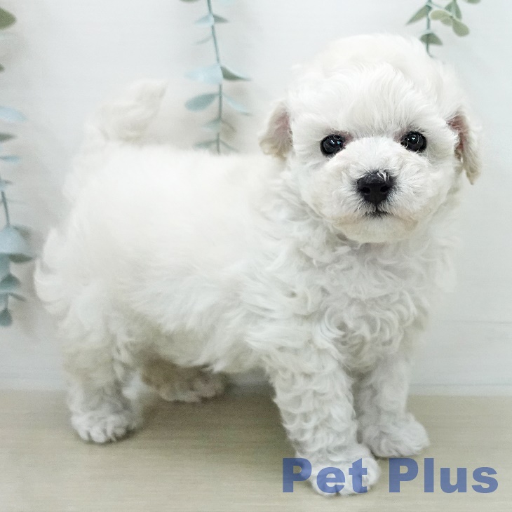 ビション・フリーゼ