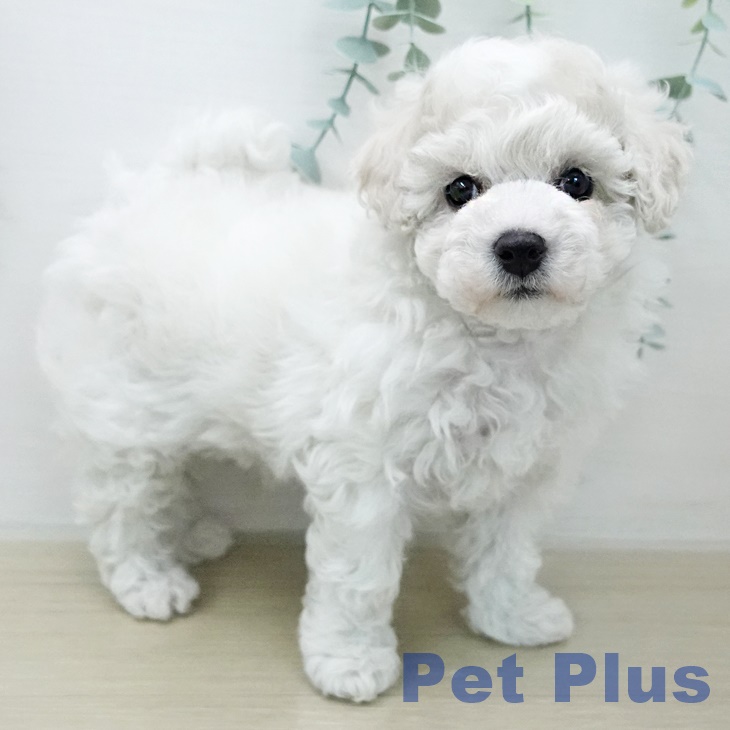 ビション・フリーゼの写真2