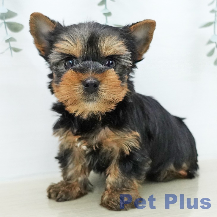 ヨークシャー・テリア