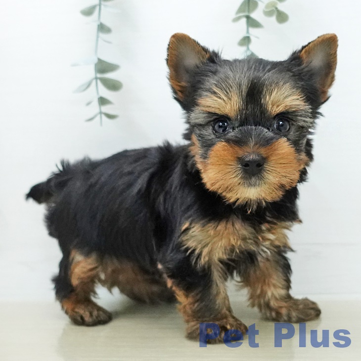 ヨークシャー・テリアの写真2