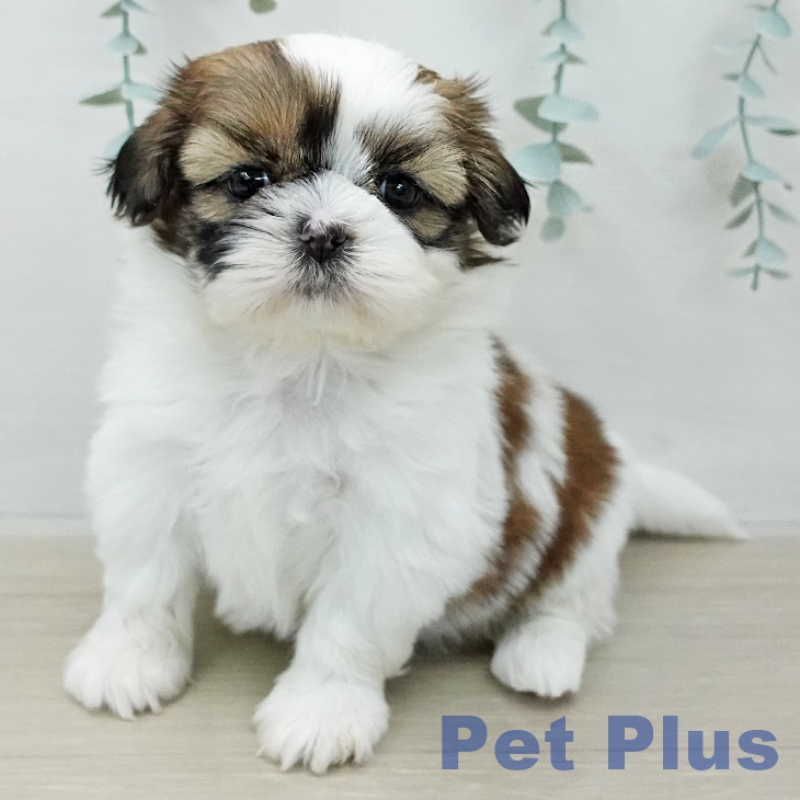 シー・ズーの写真2