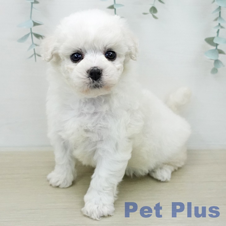 ビション・フリーゼ